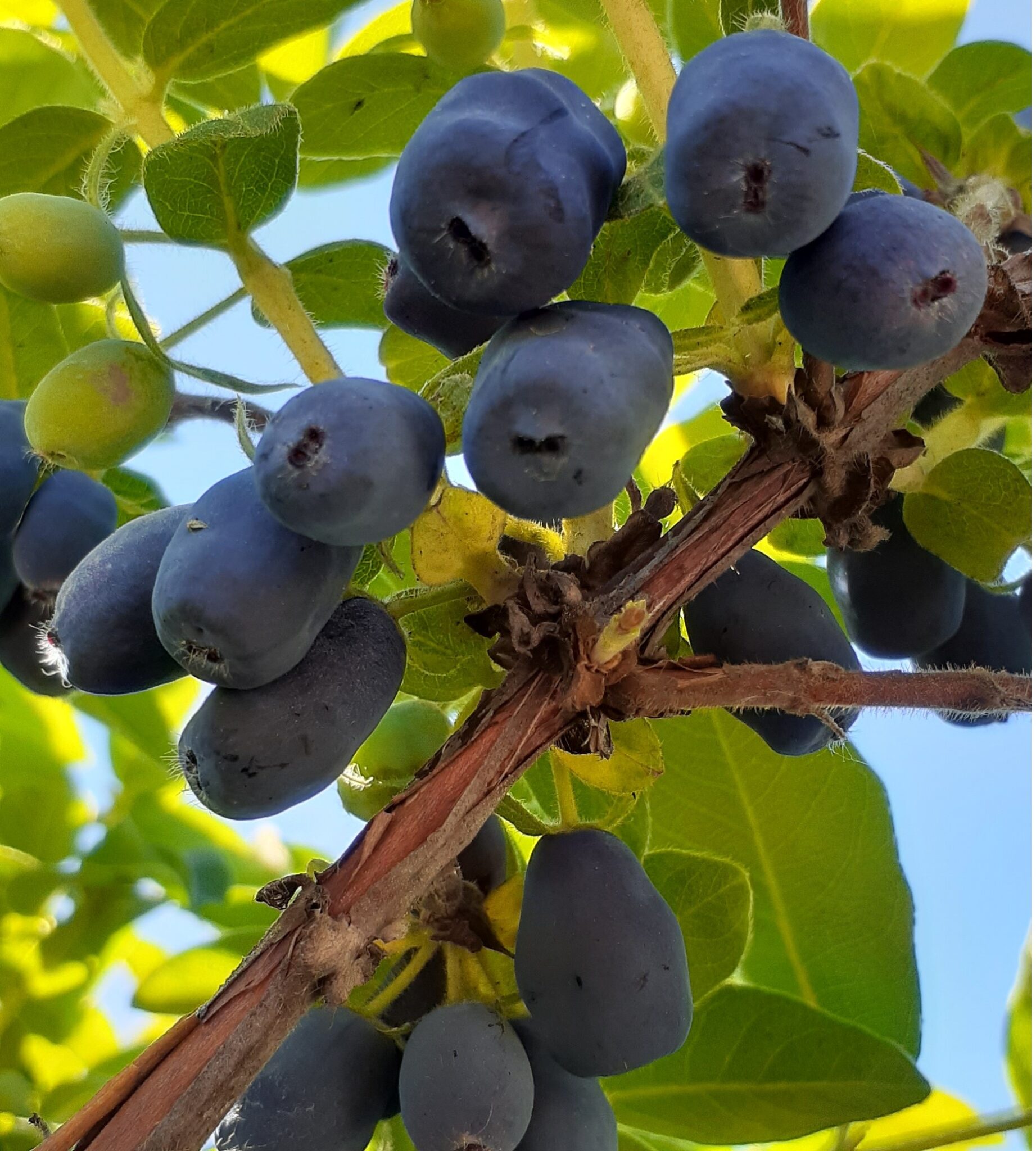 Camerises mûres sur un plant