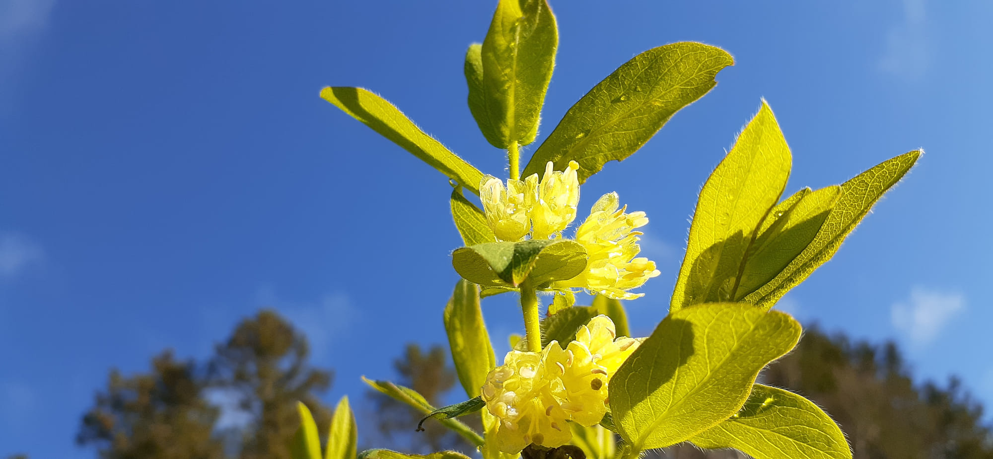 Fleurs de camerisier au printemps