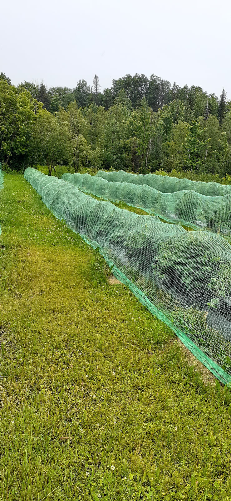 Rangs de camerisiers sous les filets de protection