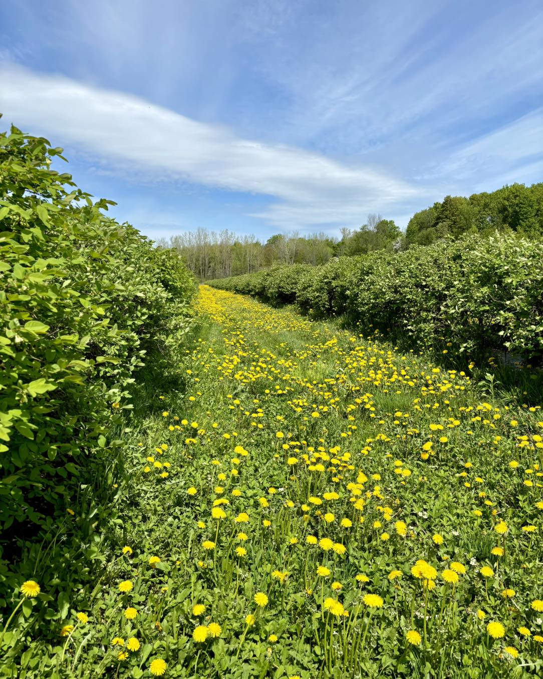 Rangs du verger au printemps, parmi les fleurs sauvages